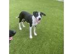 Adopt Fancy Pants a Mixed Breed