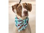 Adopt Maggie a Pointer