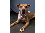 Adopt Orange Peel- ADOPTED a Pit Bull Terrier, Mixed Breed