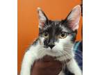 Adopt Ally-ADOPTED a Domestic Short Hair
