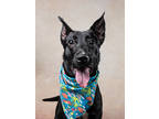 Adopt Brooke a Pit Bull Terrier, Mixed Breed