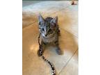 Adopt Tabby- IN FOSTER ADOPTED a Domestic Short Hair