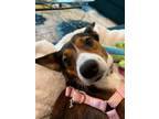 Adopt Olive Ruby a Beagle