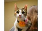 Adopt Janey a Domestic Short Hair