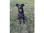 Adopt Aurora a German Shepherd Dog, Labrador Retriever