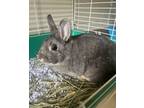 Adopt Saturn a Netherland Dwarf