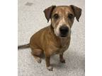 Adopt Roxy a Labrador Retriever, Mixed Breed