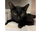 Adopt Oriea a Domestic Short Hair