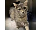 Adopt Cheyenne a Domestic Medium Hair