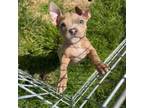Adopt Bengal a Pit Bull Terrier