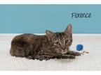 Adopt Florence a Domestic Short Hair