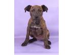 Adopt Holland a Chesapeake Bay Retriever, Mixed Breed