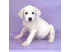 Adopt Isabella a Golden Retriever, Mixed Breed