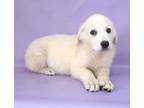 Adopt Ingrid a Golden Retriever, Mixed Breed