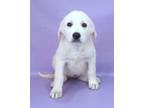 Adopt India a Golden Retriever, Mixed Breed