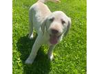 Labrador Retriever Puppy for sale in Earlham, IA, USA