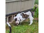Olde Bulldog Puppy for sale in Decatur, TN, USA