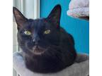 Adopt Kit a Domestic Short Hair