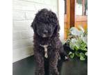 Mutt Puppy for sale in Jonestown, PA, USA