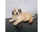 Mutt Puppy for sale in Jonestown, PA, USA