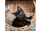 Adopt Penny a Domestic Short Hair