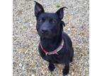 Adopt Tulip a Australian Kelpie