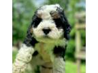 Mutt Puppy for sale in Mohnton, PA, USA