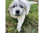 Great Pyrenees Puppy for sale in Arcadia, FL, USA
