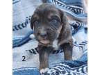 Australian Shepherd Puppy for sale in Cerrillos, NM, USA