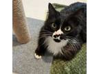 Adopt Magritte a Domestic Long Hair
