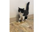Adopt Lucy (was "Guinevere") a Domestic Long Hair