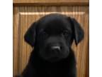 Labrador Retriever Puppy for sale in Fennimore, WI, USA