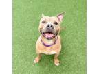 Adopt Lady Wheatley a Pit Bull Terrier, Mixed Breed