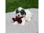 Shih-Poo Puppy for sale in Topeka, IN, USA