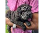 Chinese Shar-Pei Puppy for sale in Poplarville, MS, USA