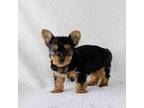 Yorkshire Terrier Puppy for sale in Nappanee, IN, USA