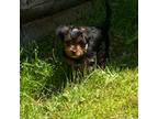 Yorkshire Terrier Puppy for sale in Cornville, ME, USA