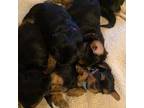 Yorkshire Terrier Puppy for sale in Cornville, ME, USA