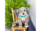Schnauzer (Miniature) Puppy for sale in Hesperia, CA, USA