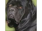 Cane Corso Puppy for sale in Blackwell, MO, USA