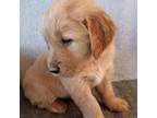 Golden Retriever Puppy for sale in Scottsdale, AZ, USA