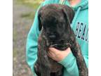 Great Dane Puppy for sale in Sneads, FL, USA