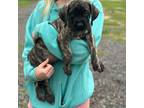 Great Dane Puppy for sale in Sneads, FL, USA