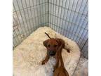 Rhodesian Ridgeback Puppy for sale in Grand Junction, CO, USA