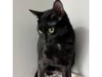 Adopt Snickers a Domestic Short Hair