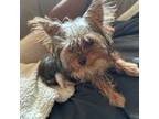 Yorkshire Terrier Puppy for sale in Middle River, MD, USA