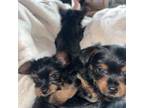 Yorkshire Terrier Puppy for sale in Madison, FL, USA