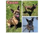 Adopt Callie a Boxer