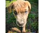 Cane Corso Puppy for sale in Seneca, SC, USA