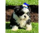 Zuchon Puppy for sale in Owenton, KY, USA